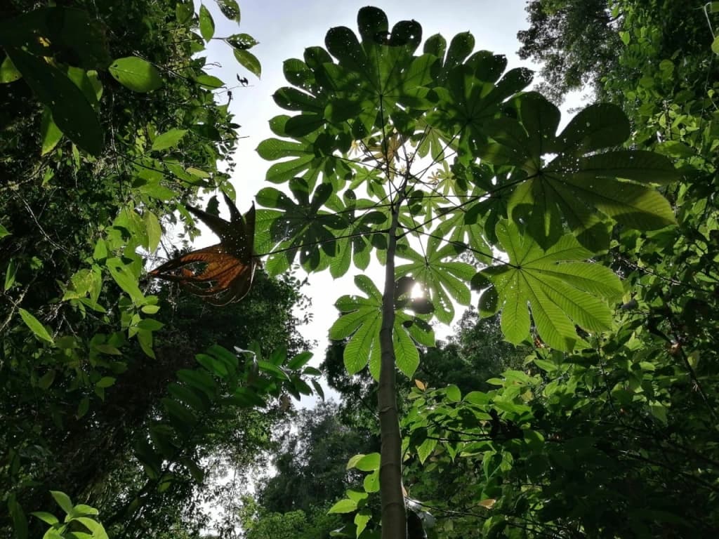 A view of large green leaves and a butterfly against a bright sky in a dense forest.