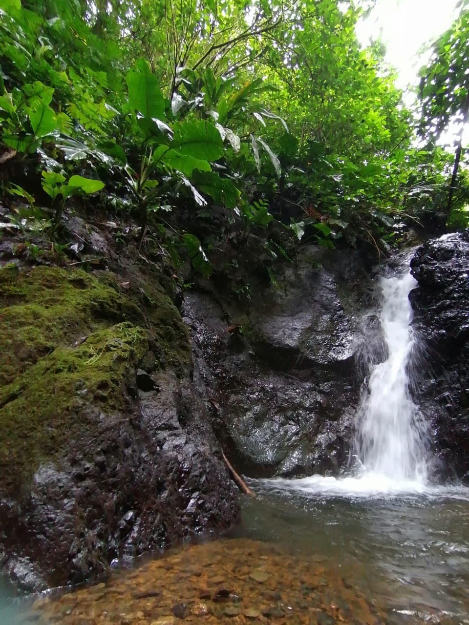 A small waterfall cascades over mossy rocks surrounded by lush greenery.
