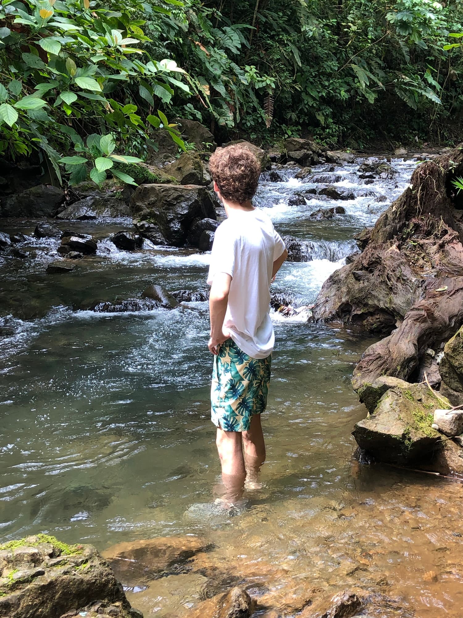 A person stands in a shallow stream surrounded by lush greenery.