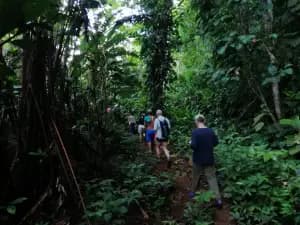 A group of hikers walking through a dense jungle path.