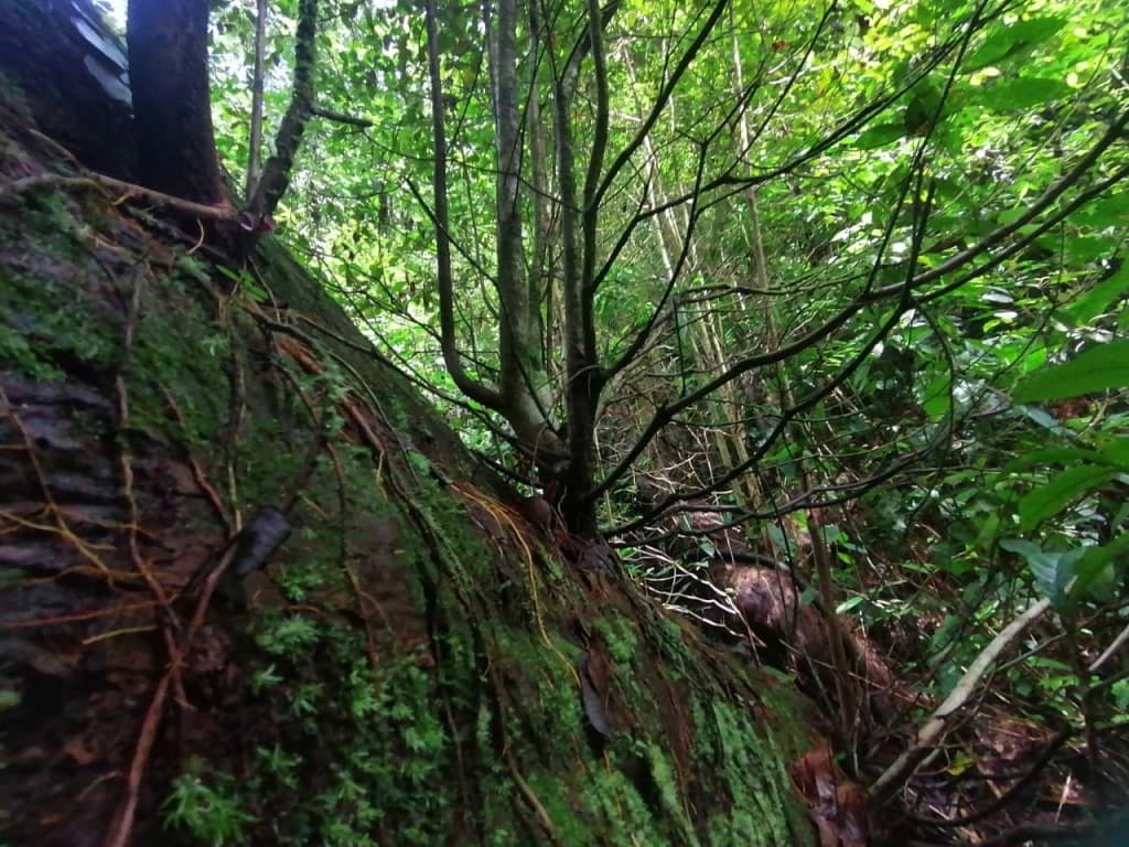 A close-up view of a moss-covered tree trunk surrounded by dense green foliage.