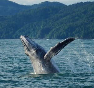A humpback whale breaches the surface of the water against a backdrop of mountains.